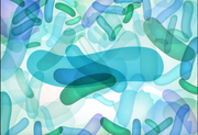 Probiotiques et Anti-Biofilm : Un Nouveau Paradigme en Santé Bucco-Dentaire
